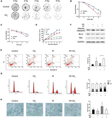 Vitamin D Enhances Radiosensitivity of Colorectal Cancer by Reversing Epithelial-Mesenchymal Transition